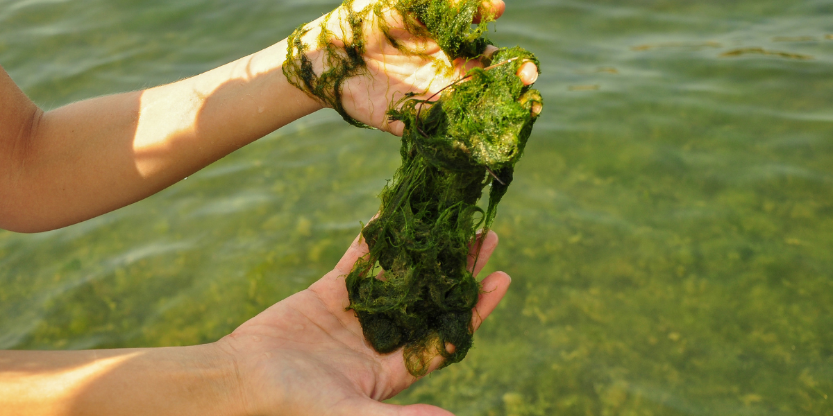 Revolutionizing Surfing: Green Algae and 3D Printing's Sustainable Wave